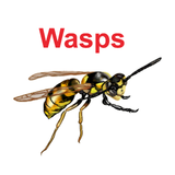 Bee and Wasp Exterminator