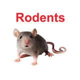 Rodent Exterminator