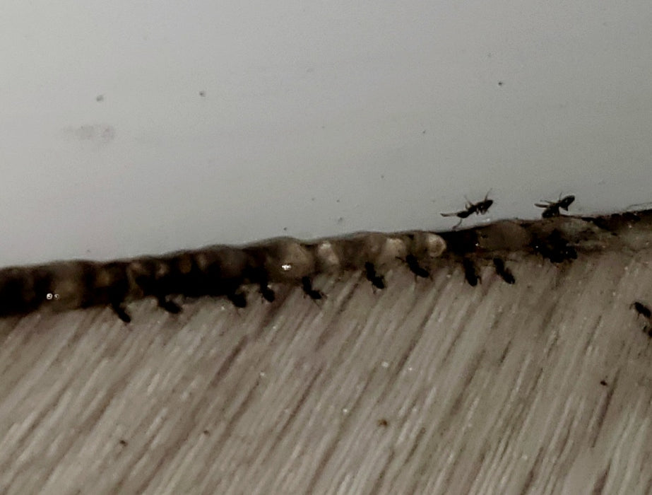 Carpenter Ant Control