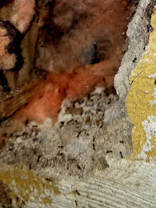 Carpenter Ant Control