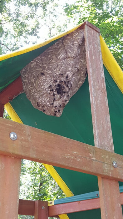 Bees, Wasps, and Hornets Control