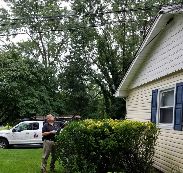 Bees, Wasps, and Hornets Control