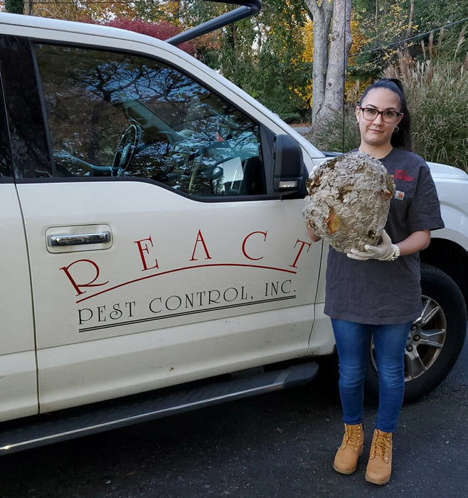 Hornet Nest Remval Service