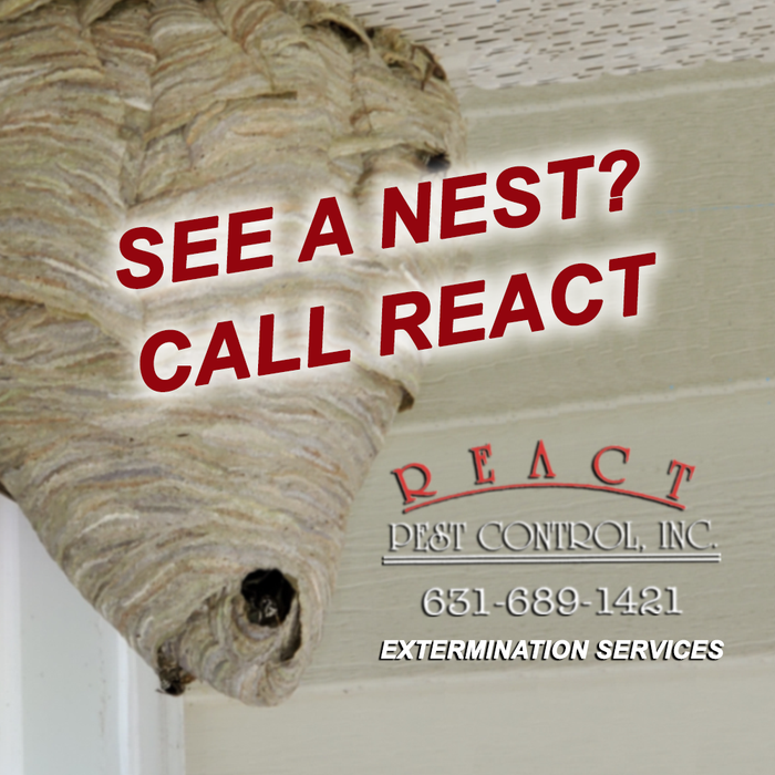 Bees, Wasps, and Hornets Control