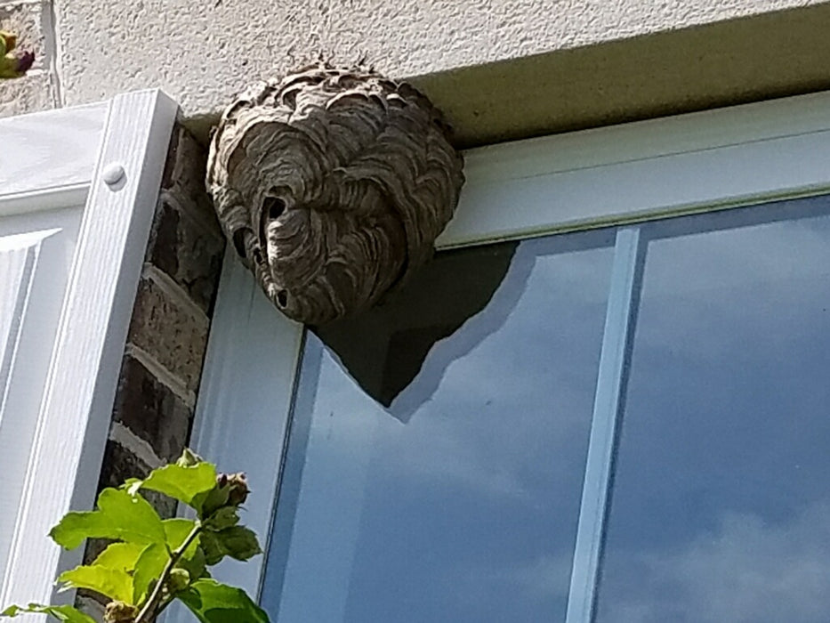 Bees, Wasps, and Hornets Control