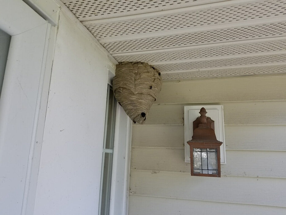 Bees, Wasps, and Hornets Control