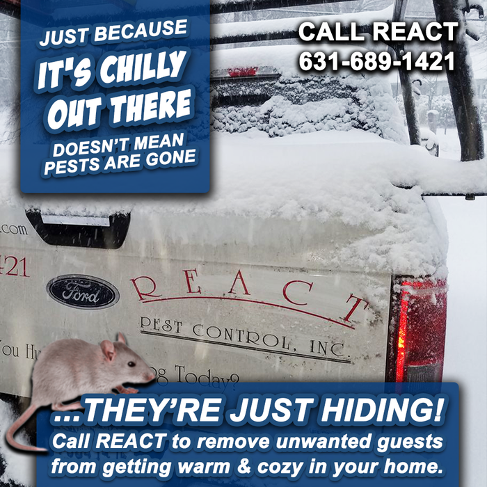 Year Round Rodent Control Service