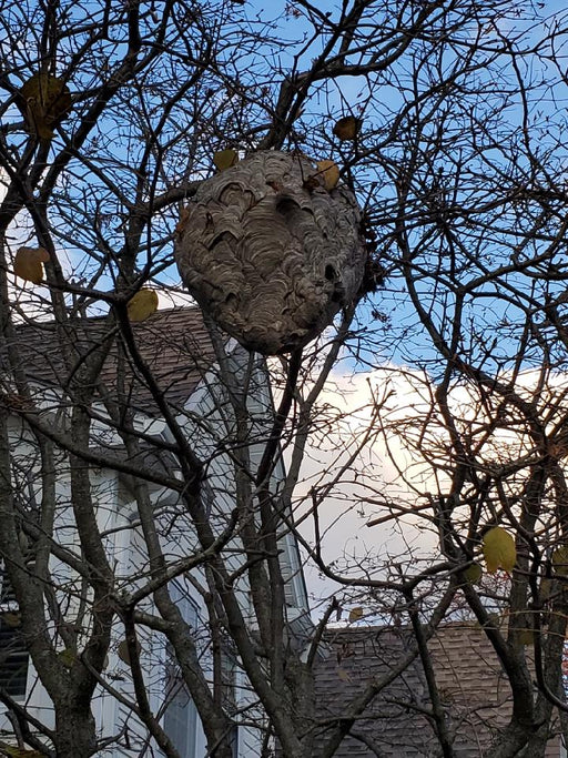 Hornet Nest Removal From Tree