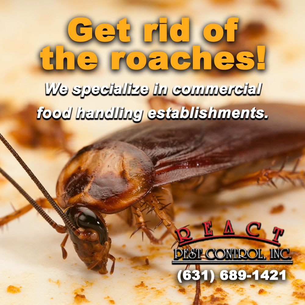 Long Island Cockroach Control - React Pest Control, Inc.